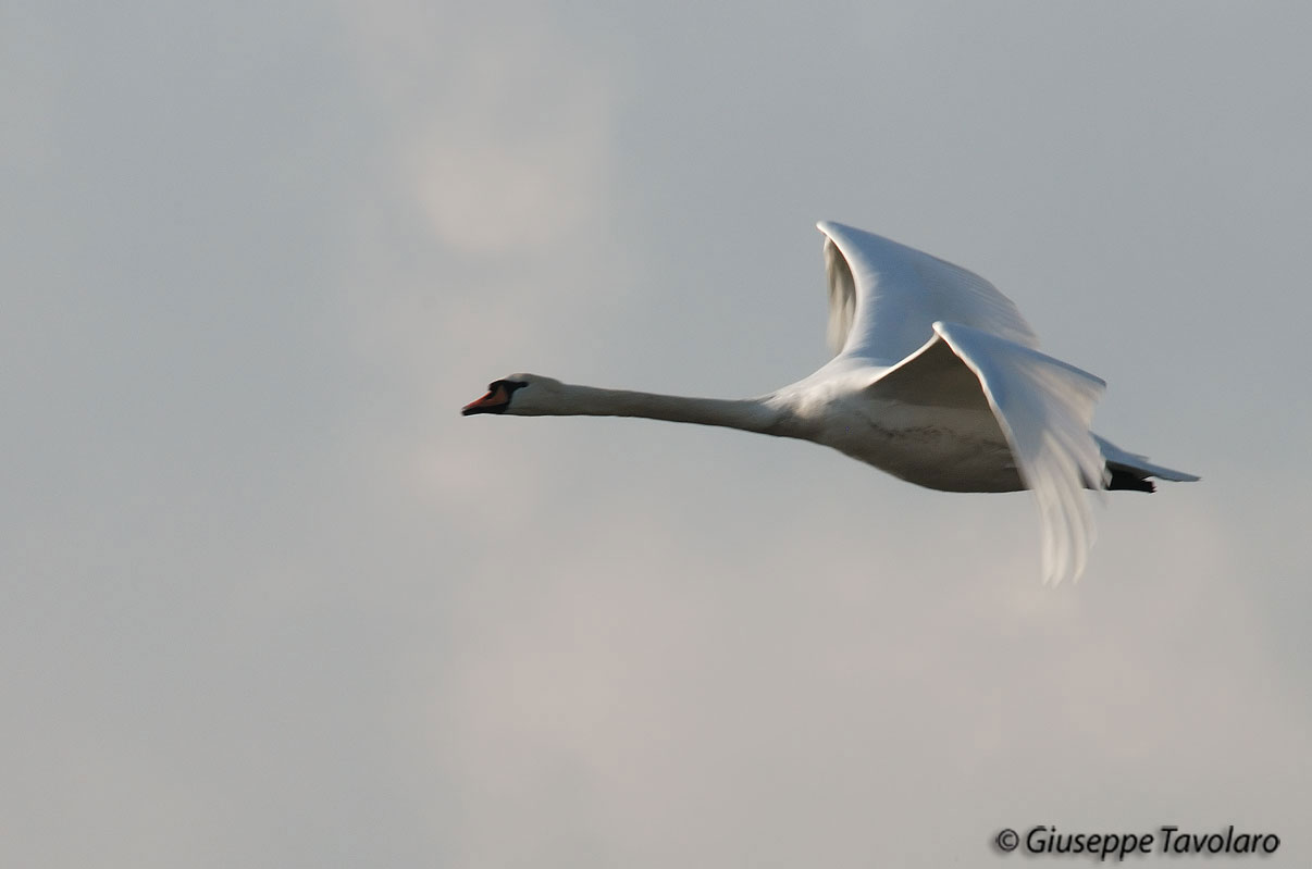 Cigno reale - Cygnus olor  &  Cigno nero - Cygnus atratus
